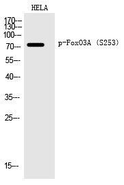 FoxO3A (Phospho-Ser253) Polyclonal Antibody