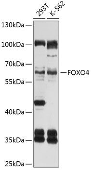 FOXO4 antibody