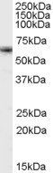 FOXO4 antibody