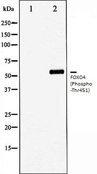 FOXO4 (Phospho-Thr451) antibody