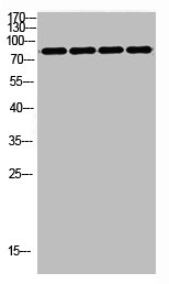 FOXP1 antibody