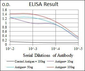 FOXP1 Antibody