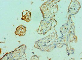 FOXP2 Antibody