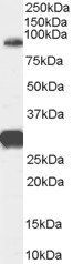 Goat anti-FOXP2 (internal) Antibody