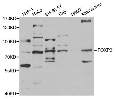 FOXP2 antibody