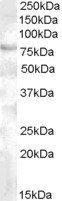 Goat anti-FOXP2 (C terminus) Antibody