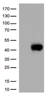 FOXP3 antibody