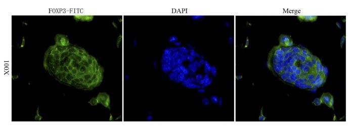 FOXP3 antibody (FITC)