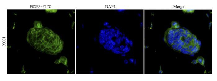 FOXP3 antibody (FITC)