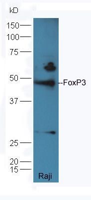FoxP3 antibody