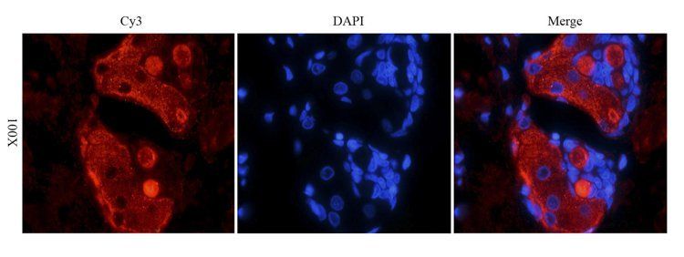 FOXP3 antibody