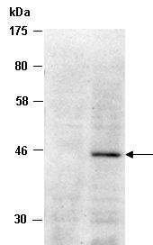 Foxp3 antibody