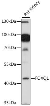 FOXQ1 antibody