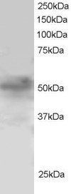 Goat anti-FOXQ1 / FKHRL1 Antibody