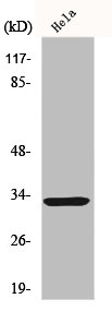 FOXR1 antibody