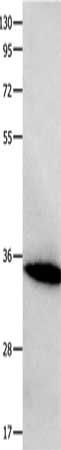 FOXS1 Antibody
