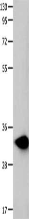 FOXS1 Antibody