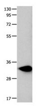 FOXS1 Antibody