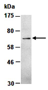 FPN (M) Antibody, Rabbit Polyclonal