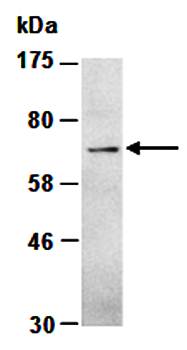 FPN antibody