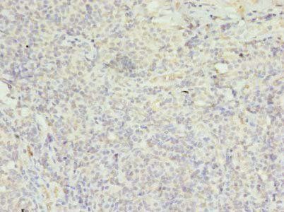 FPR1 Antibody