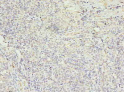 FPR1 antibody