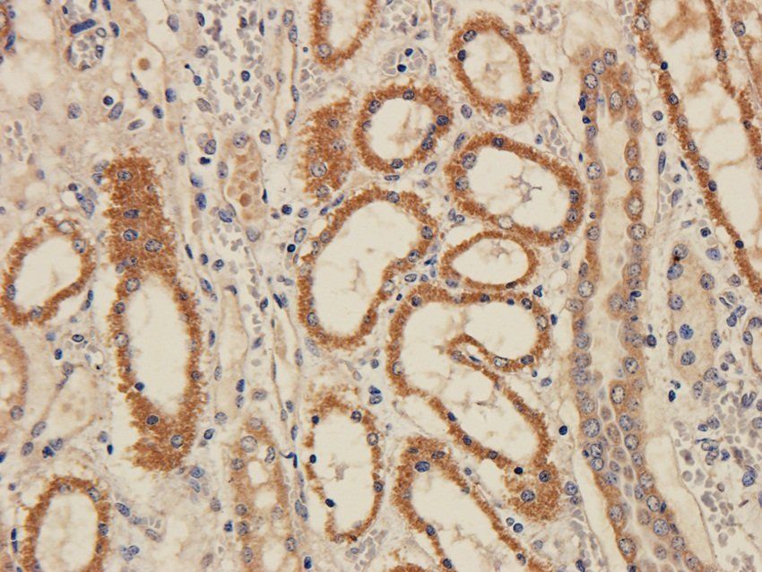 FPR1 antibody