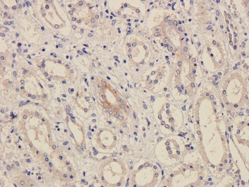 FPR1 antibody