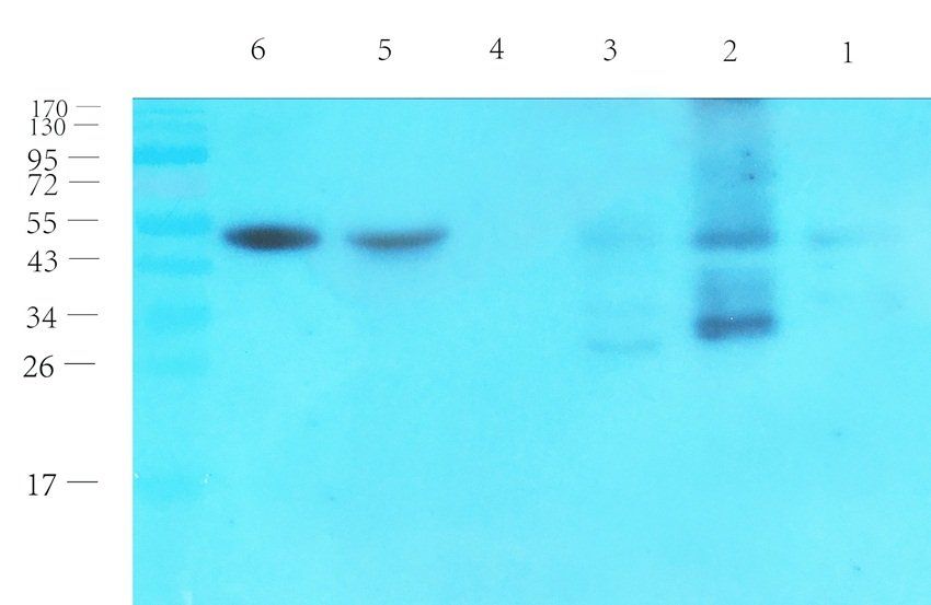 FPR1 Rabbit Polyclonal Antibody
