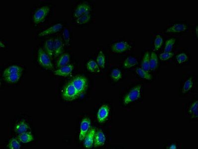 FPR2 Antibody