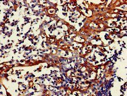 FPR3 Antibody