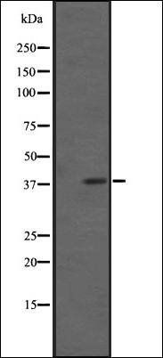 FPRL1 antibody