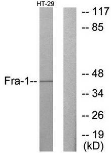 Fra-1 antibody