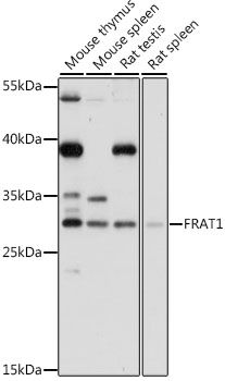 FRAT1 antibody