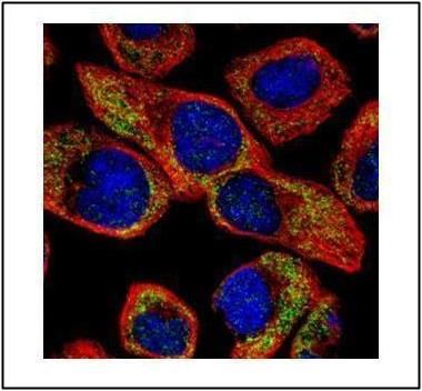 NCS1 antibody
