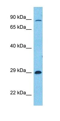 FRG1 antibody