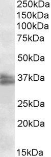 Goat anti-FRG1 Antibody