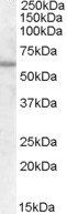 FZD7 antibody