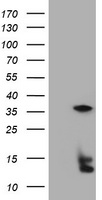 FRMD3 antibody