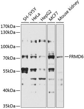 FRMD6 antibody