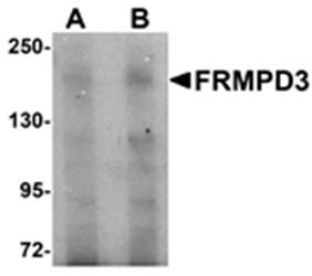 FRMPD3 Antibody