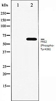 FRS2 (Phospho-Tyr436) antibody