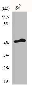 FRS3 antibody