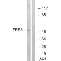 FRS3 antibody