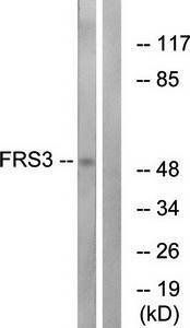 FRS3 antibody