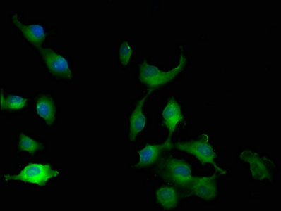 FRYL antibody