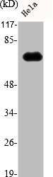 FSHR Antibody