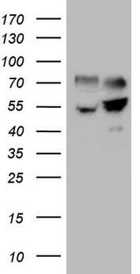 FSIP1 antibody