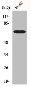 FST antibody