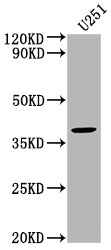 FST Antibody